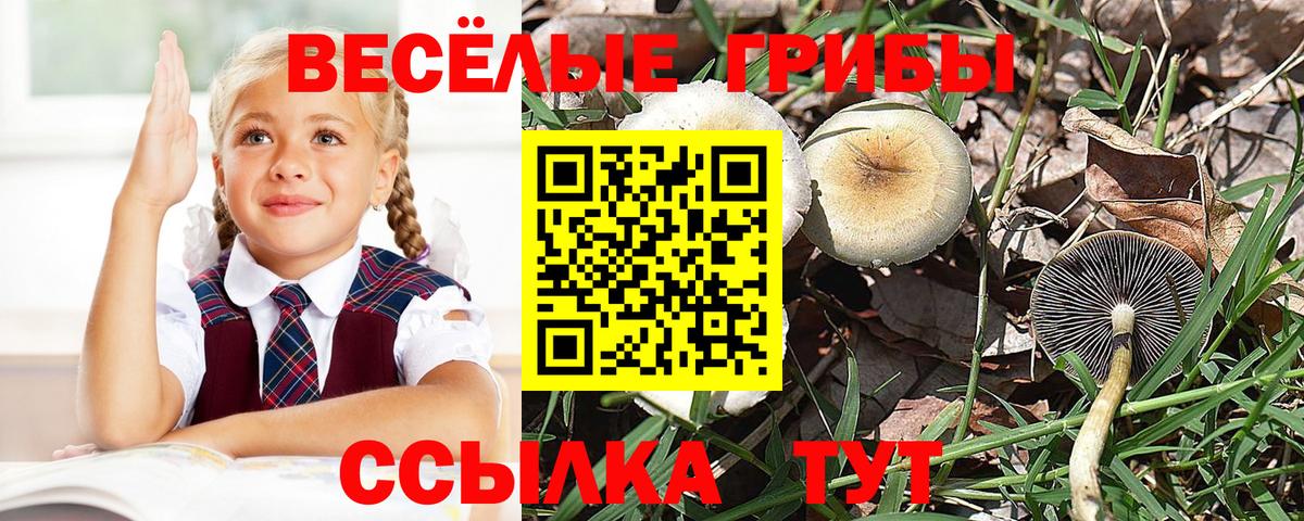 Псилоцибиновые грибы мицелий  Вход с VPN  Димитровград 